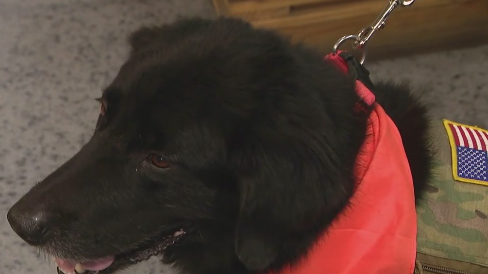 GreenPharms, a cannabis dispensary, helps pair veterans with service dogs