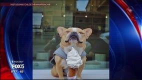 Chloe the Mini Frenchie dies