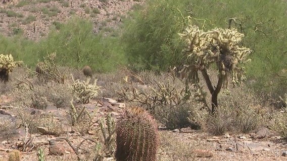 Celebrate National Wildlife Day with Sonoran Desert tortoises