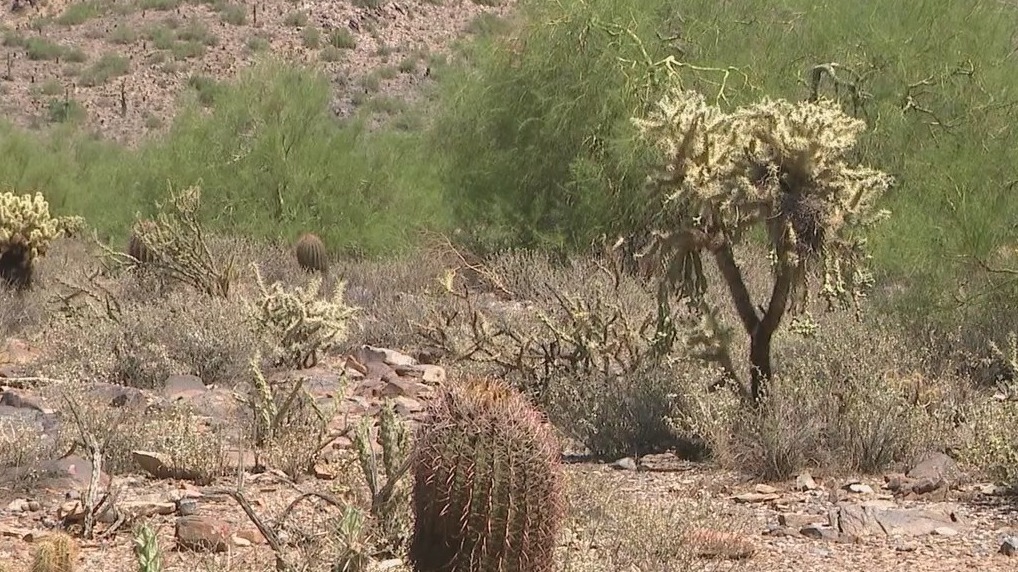 Celebrate National Wildlife Day with Sonoran Desert tortoises