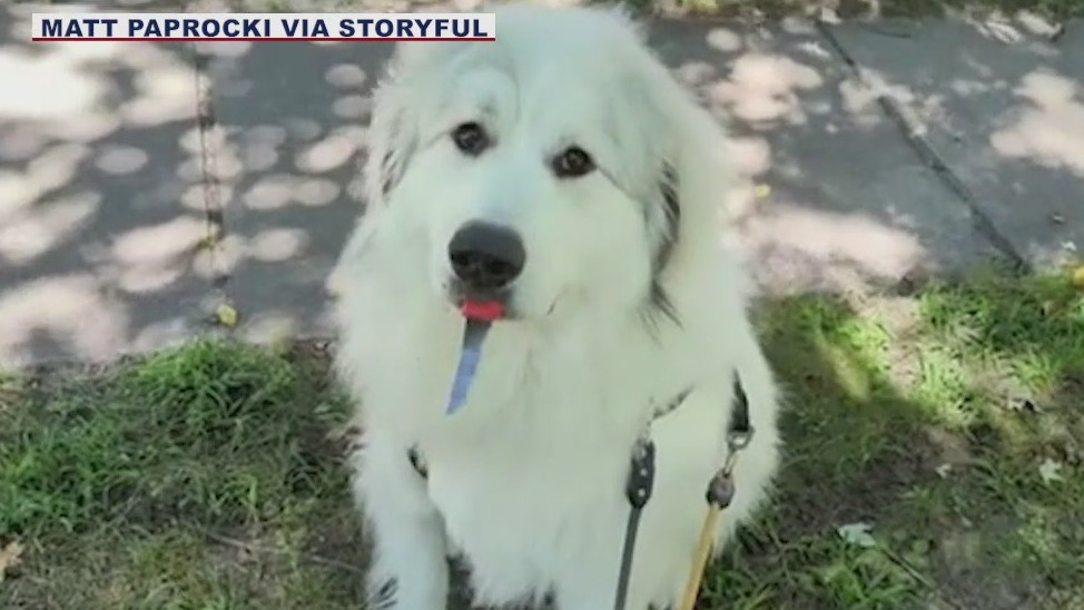 'Drop the knife, buddy': Dog picks up knife thinking it was a stick