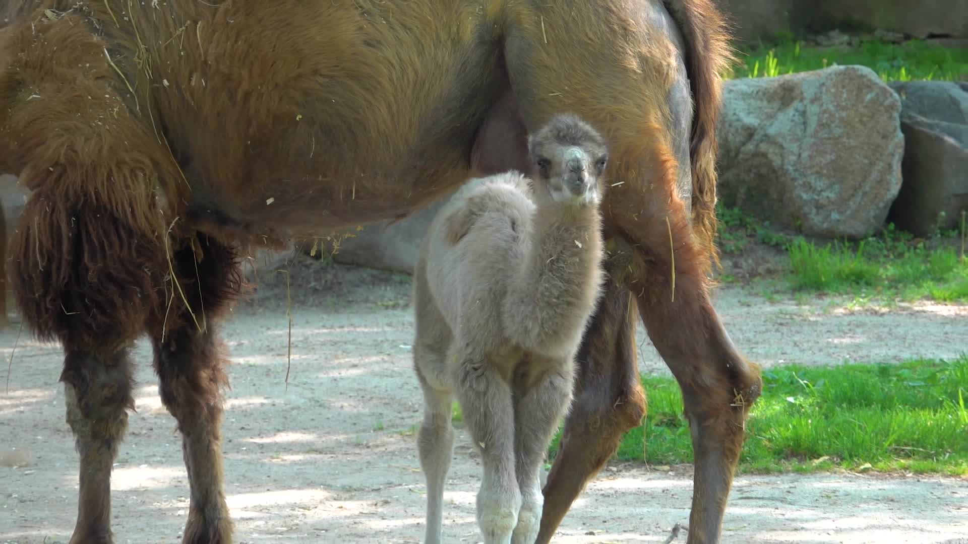 Milwaukee County Zoo; Camel born on May 20 | FOX6 Milwaukee