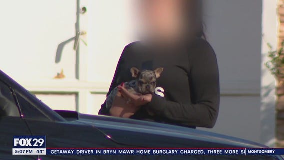 Stolen cars and puppy connected to string of burglaries in Linwood, New Jersey