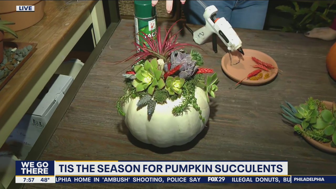 Tis the season to make pumpkin succulents!