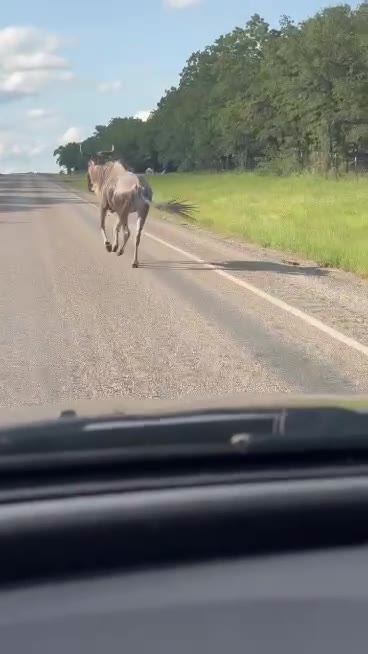 Wildebeest on the loose in west Wise County