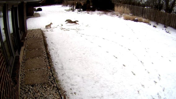 Vicious coyote attack on dog captured on video