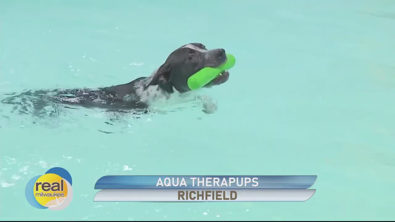 Aqua Therapups & Cold Nose Canine; Offering fun and training for dogs