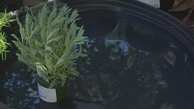 Your Garden: Dealing with dry soil