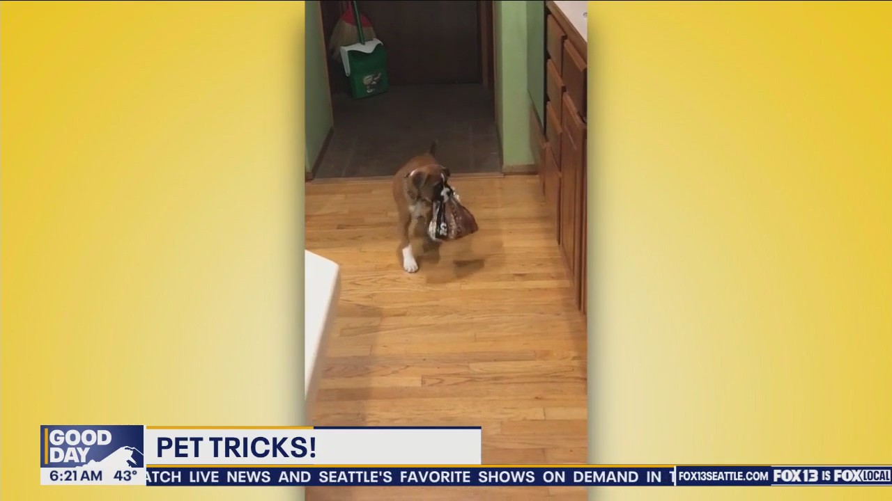 Pet Tricks for Monday, November 25