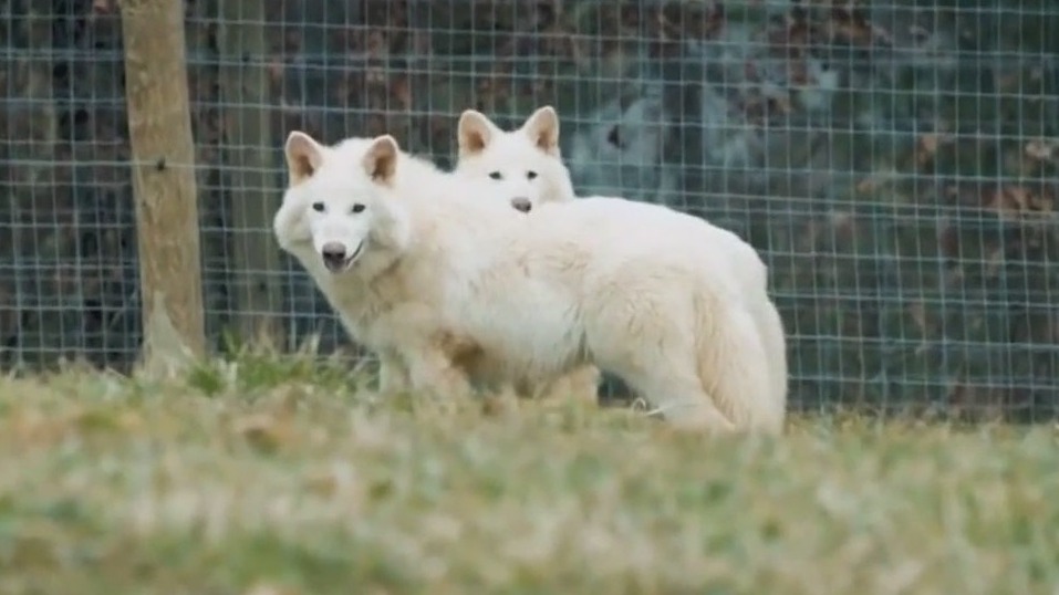 Colossal Biosciences brings back dire wolves