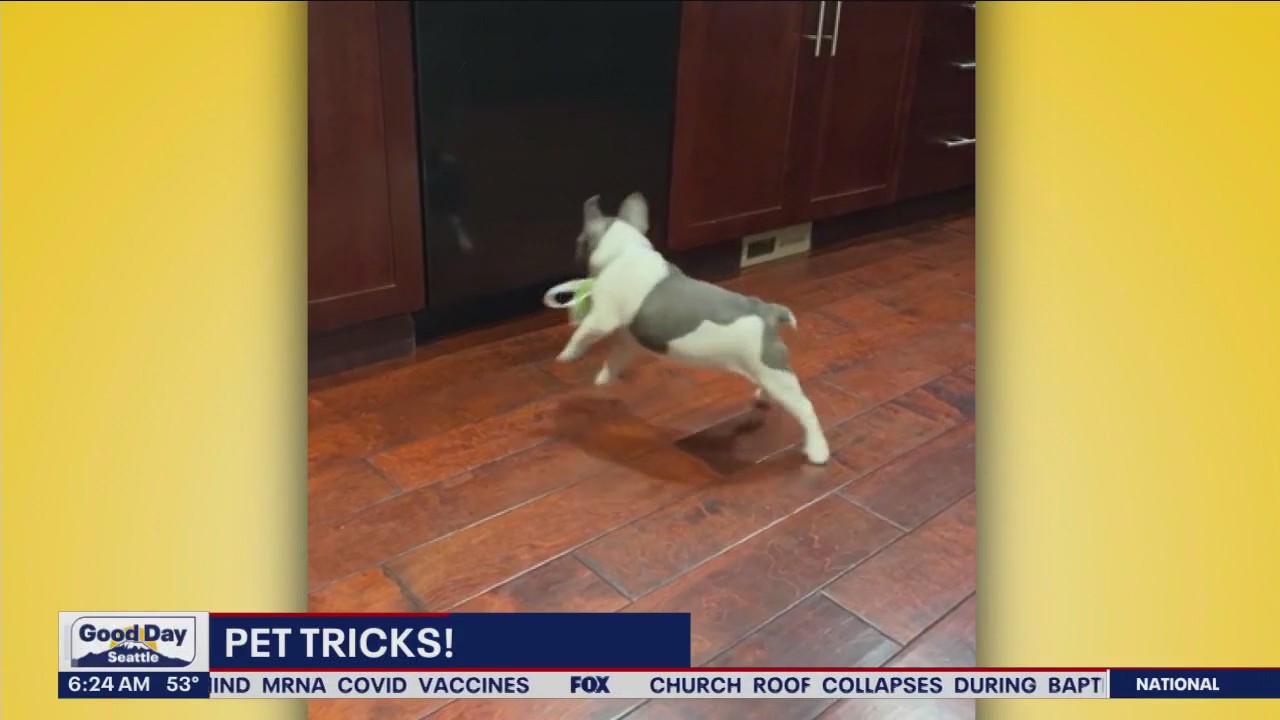 Pet Tricks for Tuesday, October 3