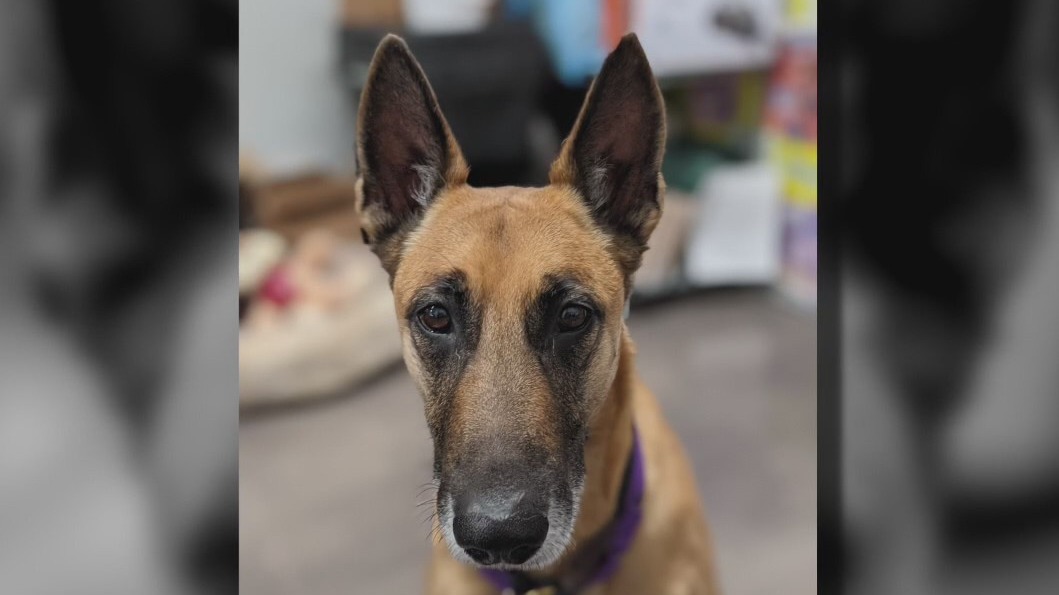 Pet of the Weekend: Bella