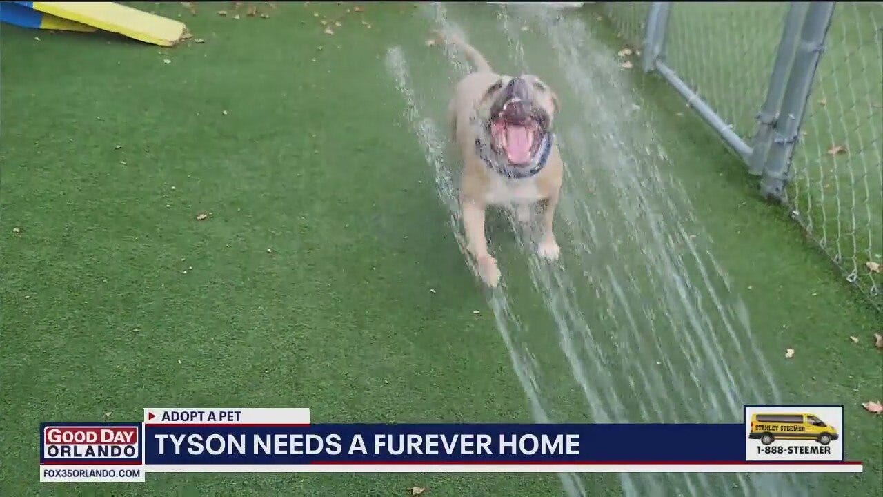 Adopt-A-Pet: Meet Tyson
