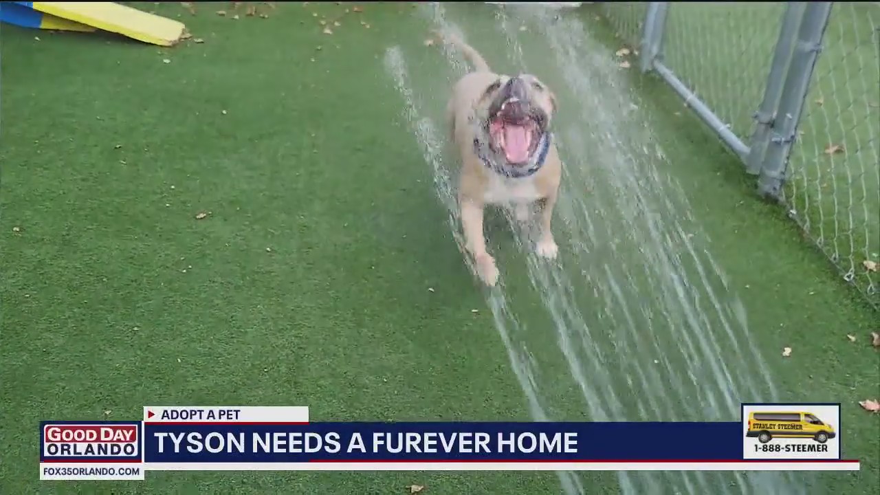Adopt-A-Pet: Meet Tyson