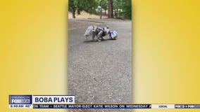 Good Day Pet Tricks for Thursday, Nov. 20