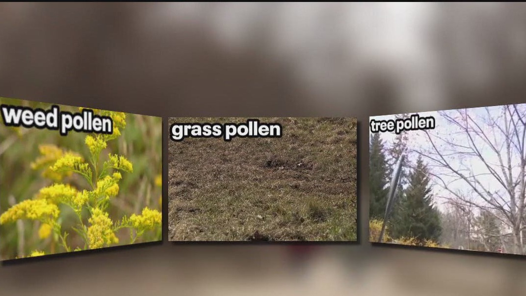 Allergies becoming more intense in Minnesota