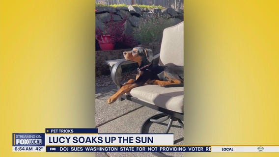 Pet Tricks for Wednesday, December 3