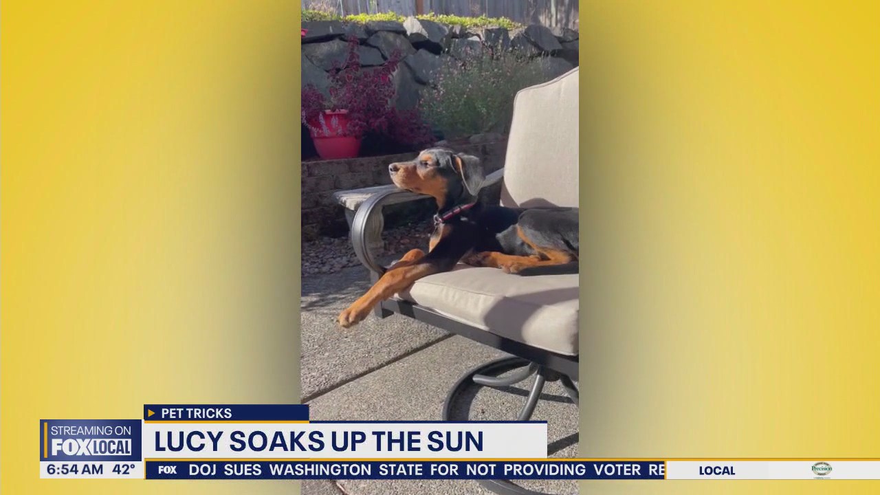 Pet Tricks for Wednesday, December 3