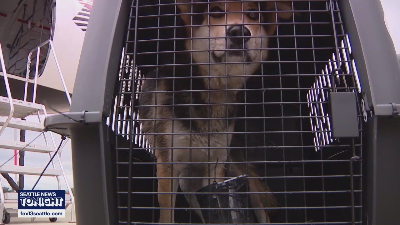 Shelter pets airlifted to Everett