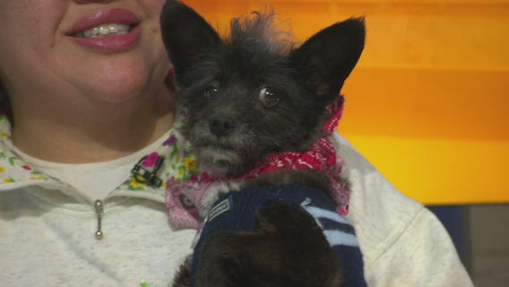 Pet Project: Pepe Le Pew at Kenmar Rescue