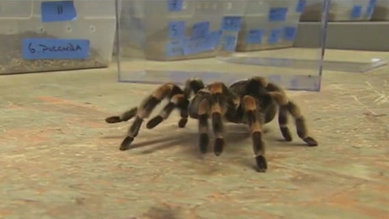 Tarantula mating season to start soon