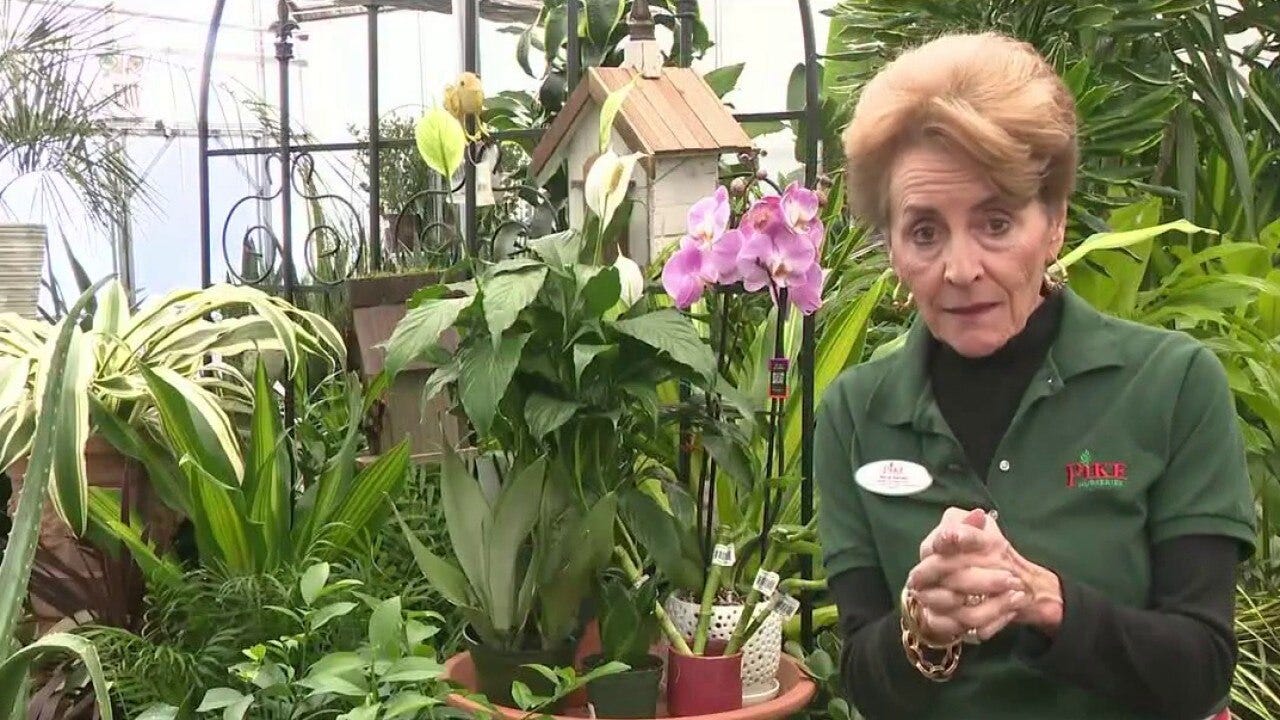  Lucky plants for the new year