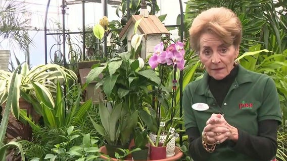  Lucky plants for the new year