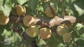 Fight to save apricot trees in one of Silicon Valley?s last orchards