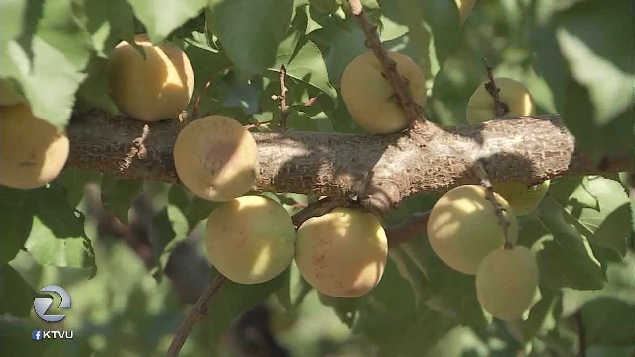 Fight to save apricot trees in one of Silicon Valley?s last orchards