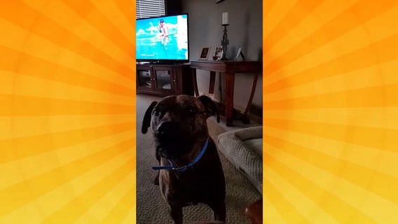 Good Day Pet Tricks for Jan. 29