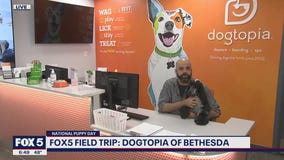 FOX 5 Field Trip: Dogtopia of Bethesda for National Puppy Day