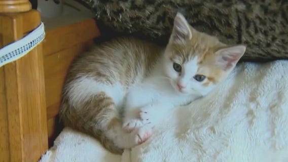 Adopt a tree house cat today