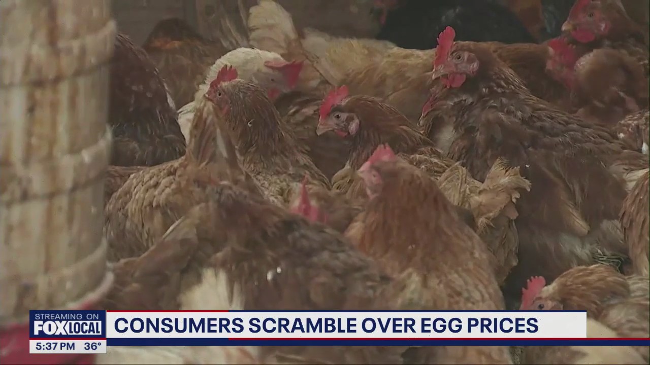 Consumers scramble over egg prices
