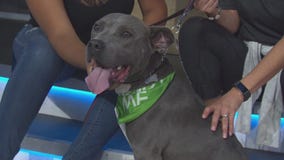 Pet Project: Zeus from League of Extraordinary Mutts