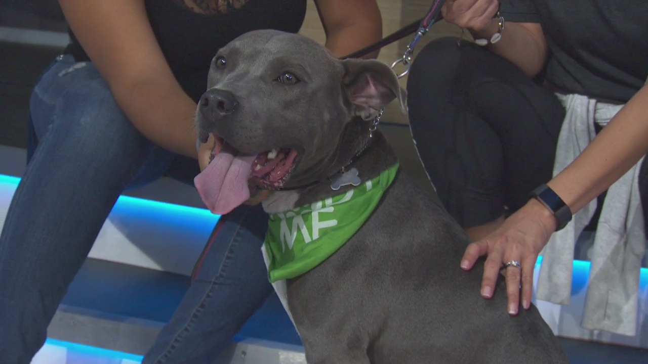 Pet Project: Zeus from League of Extraordinary Mutts
