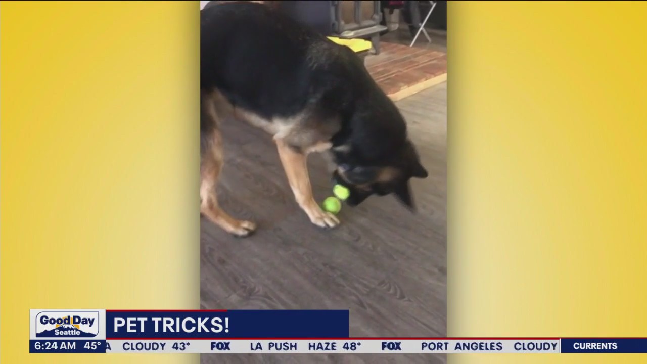Pet Tricks for Wednesday, November 1