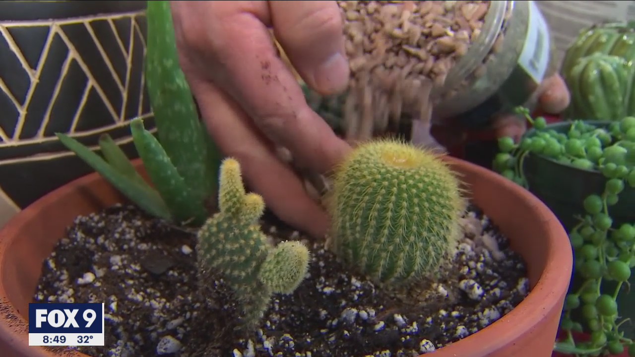 How to build your own succulent garden