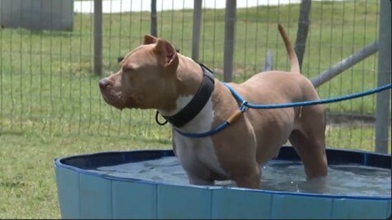 Harris County pets attend 'pool-pawty'