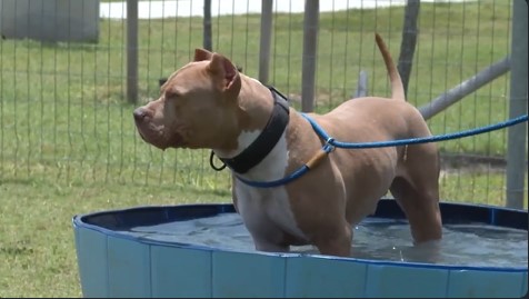 Harris County pets attend 'pool-pawty'