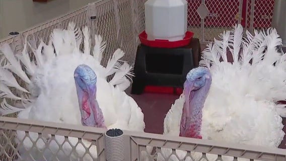 Pardoned turkeys settle in at U of M