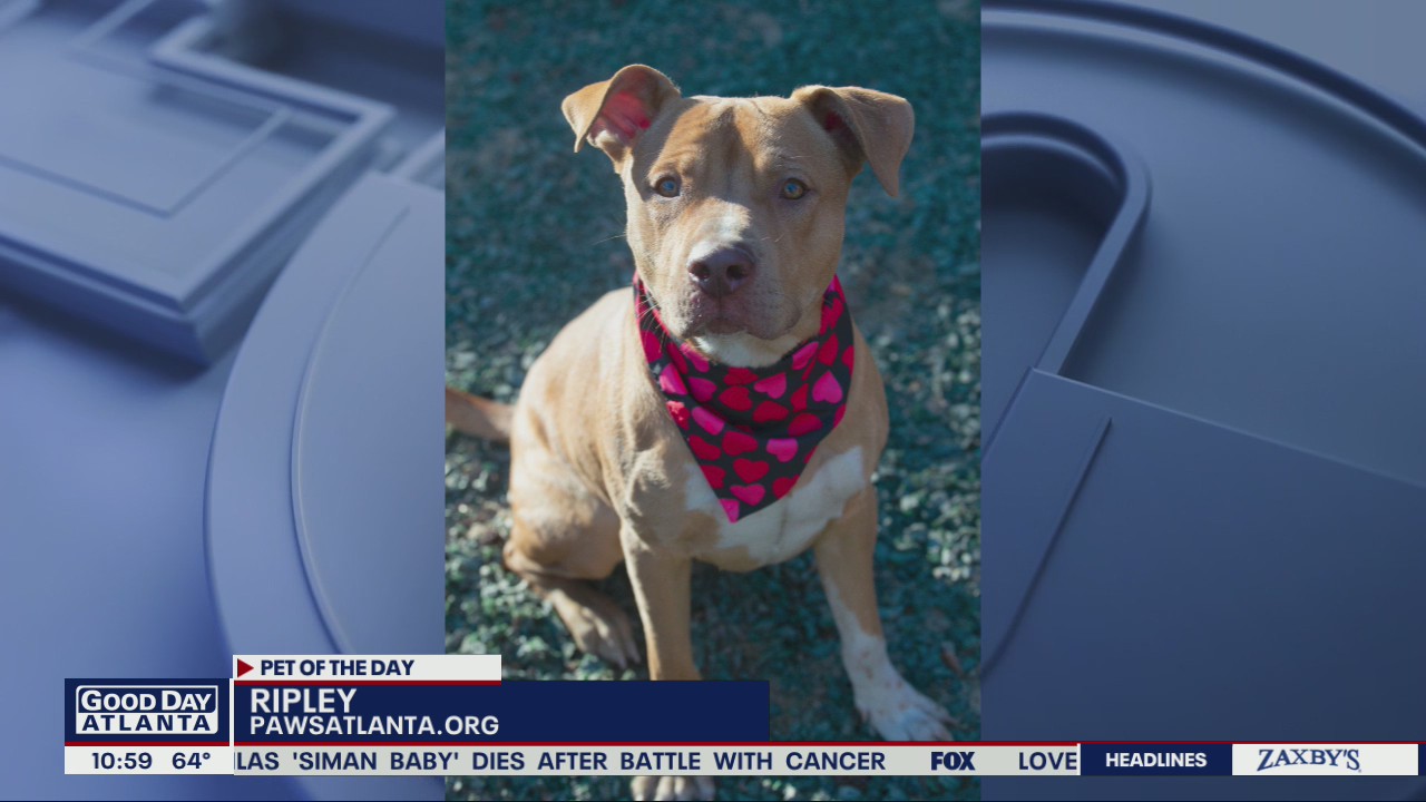 Pet of the Day from PAWS Atlanta