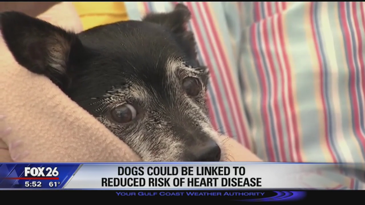 Dogs could be linked to reduced risk of heart disease