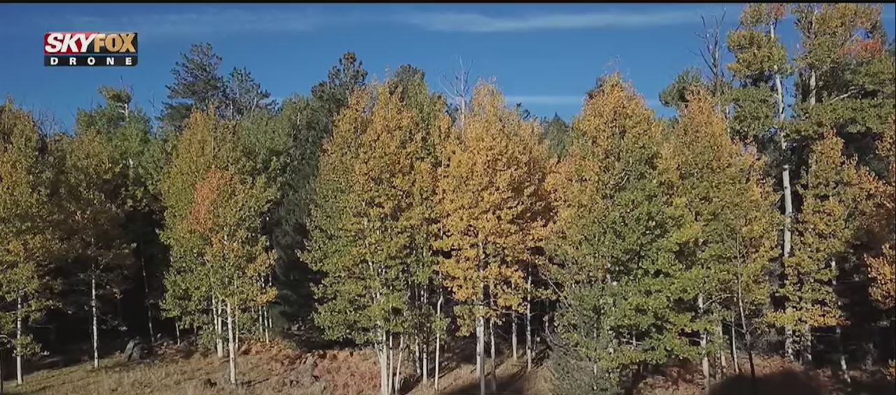 Drone Zone: Fall colors in Flagstaff, Snowbowl offers scenic chairlift rides