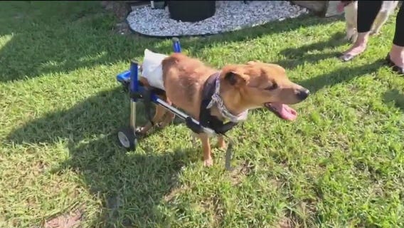 ?Isle of Misfits? for dogs with special needs