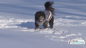 Do dogs really like to eat grass? Debunking dog myths with Dr. Eric