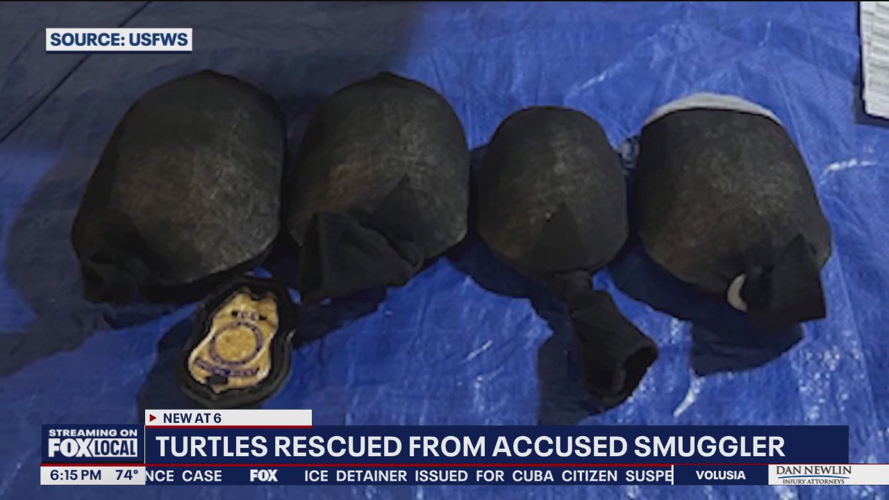 Florida turtles stuffed in socks recovered in illegal animal trafficking case