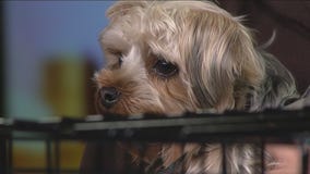 National Puppy Day with Premier Pets