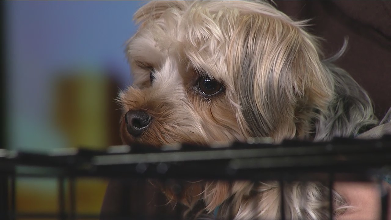 National Puppy Day with Premier Pets