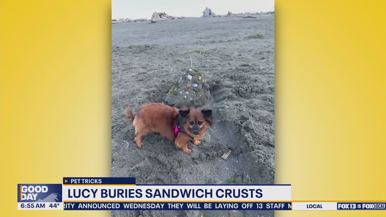 Pet Tricks for Thursday, October 30