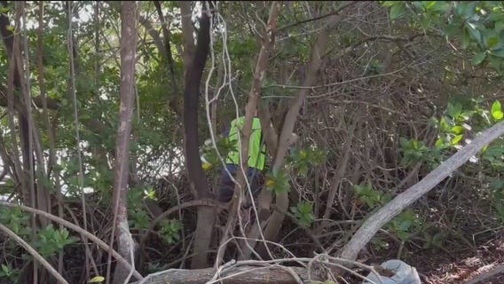 Invasive plant species cause harm in Florida